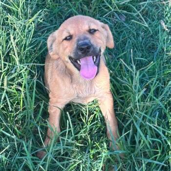 Felix CI -  Australian Cattle Dog Blue Heeler and Shepherd Dog for Adoption in Austin, Texas - Felix CI | PetCurious