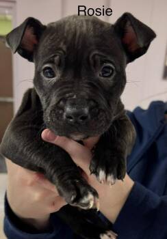 Pit Bull Terrier and Mixed Breed Dogs Available for Adoption - Rosie | PetCurious