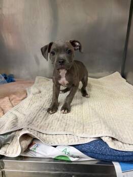 Lavagirl -  Terrier and Mixed Breed Dog for Adoption in North Miami Beach, Florida - Lavagirl | PetCurious