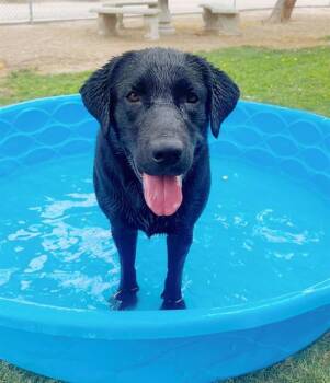 MONTY -  Labrador Retriever Dog Available for Adoption in Blythe, California - MONTY | PetCurious