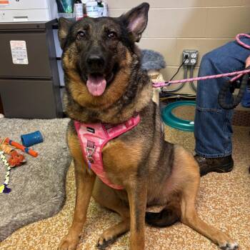 Maple -  German Shepherd Dog and Mixed Breed Dog for Adoption in Chehalis, Washington - Maple | PetCurious