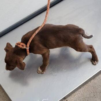 923 (2026) BBQ -  Cattle Dog and Mixed Breed Dog for Adoption in Parker, Colorado - 923 (2026) BBQ | PetCurious