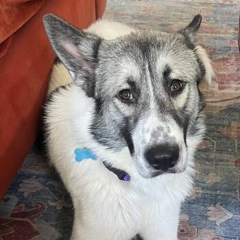 Ted Lasso -  Great Pyrenees and Mixed Breed Dog for Adoption in Chicago, Illinois - Ted Lasso | PetCurious