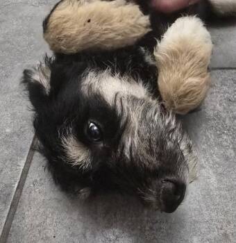 Dahlia -  Giant Schnauzer and Australian Cattle Dog Blue Heeler Dog for Adoption in Longview, Texas - Dahlia | PetCurious