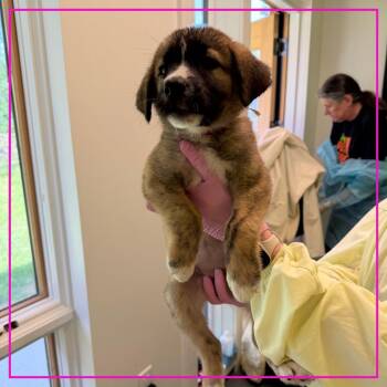 Banoffee Pie -  Mixed Breed Dog for Adoption in Austin, Texas - Banoffee Pie | PetCurious