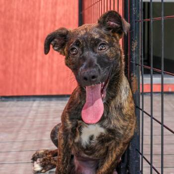 Livvy -  Mixed Breed Dog for Adoption in Bradenton, Florida - Livvy | PetCurious