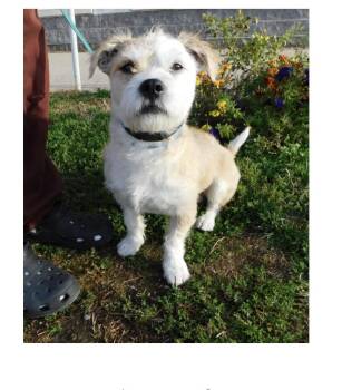 Rescue Cairn Terrier Dogs for Adoption in Pottsville, Pennsylvania - Cody | PetCurious