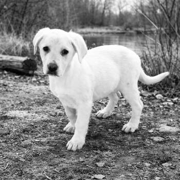 Labrador Retriever Dogs Available for Adoption - Mac | PetCurious