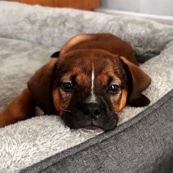 Captain -  Mixed Breed Dog for Adoption in Merritt Island, Florida - Captain | PetCurious