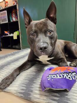 Knight -  Mixed Breed Dog for Adoption in Nashville, Tennessee - Knight | PetCurious