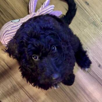 Poodle and Black Labrador Retriever Dogs Available for Adoption in Evansville, Indiana - Gracie | PetCurious