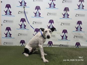 TWIN -  Pit Bull Terrier and Mixed Breed Dog for Adoption in Orlando, Florida - TWIN | PetCurious