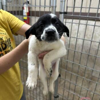 Marcy -  Mixed Breed Dog for Adoption in Madison, Wisconsin - Marcy | PetCurious