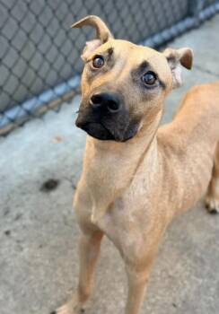 Maíz -  Pit Bull Terrier Dog for Adoption in Chicago, Illinois - Maíz | PetCurious