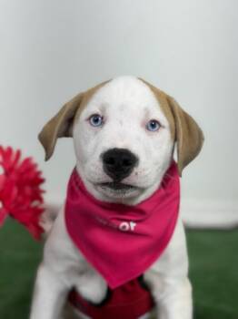 Gaston-One of our Amazing Rescue Dogs -  Beagle and Husky Dog for Adoption in Carlsbad, California - Gaston-One Of Our Amazing Rescue Dogs | PetCurious