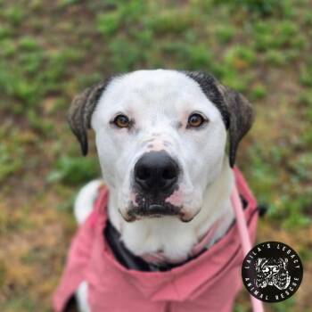 Lil Lucy -  Terrier and Mixed Breed Dog for Adoption in Washington, District Of Columbia - Lil Lucy | PetCurious