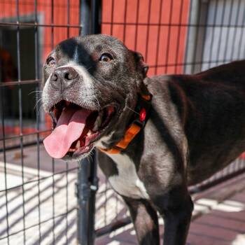 Rescue Pit Bull Terrier Dogs for Adoption in Bradenton, Florida - Thor | PetCurious