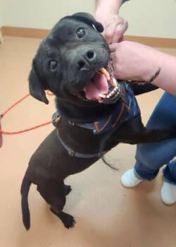 Pedro -  Pit Bull Terrier Dog for Adoption in Kennewick, Washington - Pedro | PetCurious