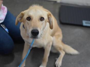 Dillon -  Labrador Retriever and Anatolian Shepherd Dog for Adoption in Portland, Oregon - Dillon | PetCurious