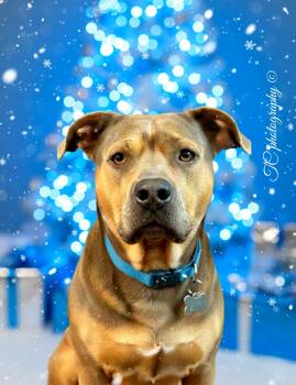 Rescue American Bully and American Bulldog Dogs for Adoption in Nahunta, Georgia - Iris | PetCurious