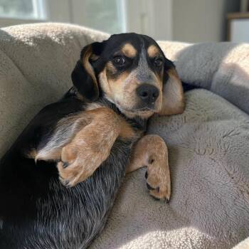 Hound Dogs Available for Adoption in Elyria, Ohio - Croissant  | PetCurious