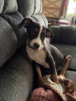 Nicole -  Greater Swiss Mountain Dog and Mixed Breed Dog for Adoption in Clinton, Wisconsin - Nicole | PetCurious