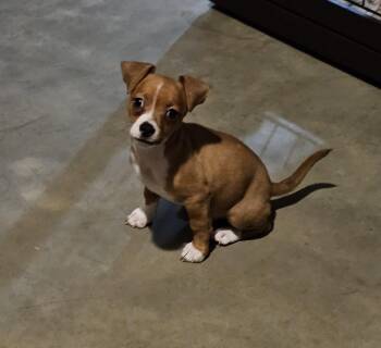 Rescue Chihuahua and Terrier Dogs for Adoption in Heiskell, Tennessee - Gameboy | PetCurious