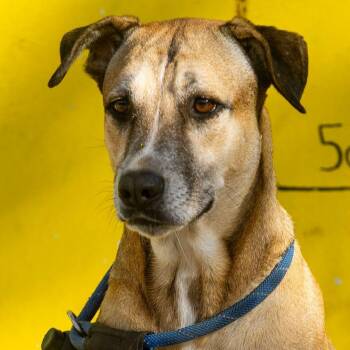 Black Mouth Cur and Basset Hound Dogs Available for Adoption - Mango | PetCurious