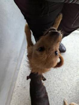 BELIZE -  Dachshund and Yorkshire Terrier Dog for Adoption in Brunswick, Georgia - BELIZE | PetCurious