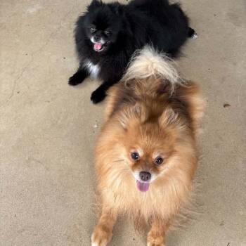 Ginger -  Pomeranian Dog for Adoption in Spring Hill, Kansas - Ginger | PetCurious