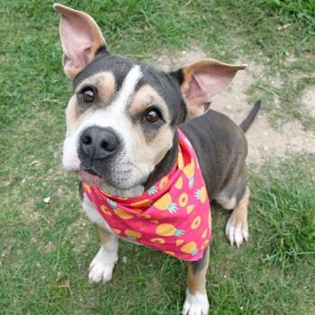 Lavender #A-141824 -  American Bully Dog for Adoption in Silsbee, Texas - Lavender #A-141824 | PetCurious