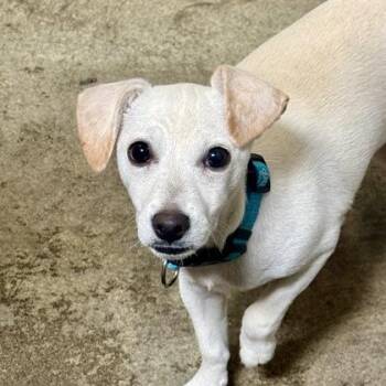 T-Rex -  Chihuahua Dog for Adoption in Sacramento, California - T-Rex | PetCurious