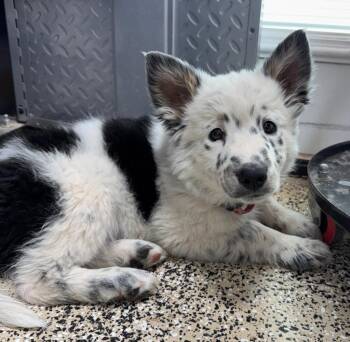 Australian Cattle Dog Blue Heeler Dogs Available for Adoption - Freckles | PetCurious
