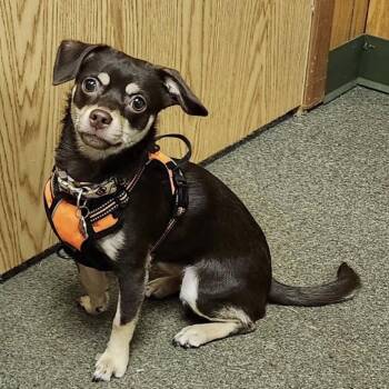 Chihuahua Dogs Available for Adoption - EMBER | PetCurious