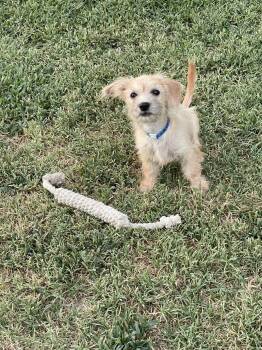 BABY CASPER -  Terrier Dog for Adoption in Fresno, California - BABY CASPER | PetCurious