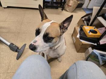 Rescue Terrier Dogs for Adoption in Claremont, New Hampshire - April | PetCurious