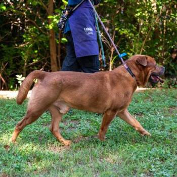 Chowser -  Mixed Breed Dog for Adoption in Chamblee, Georgia - Chowser | PetCurious