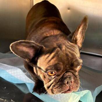 Heavenly (brown female ) -  French Bulldog Dog for Adoption in Spring Hill, Kansas - Heavenly (brown Female ) | PetCurious