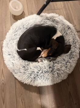 Dachshund Dogs Available for Adoption - Bean3 | PetCurious