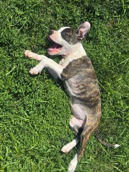 Petunia -  Pit Bull Terrier Dog for Adoption in Belleville, Michigan - Petunia | PetCurious