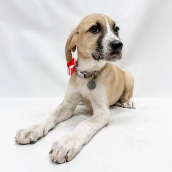 811 (2026) Ivy -  Great Pyrenees and Anatolian Shepherd Dog for Adoption in Parker, Colorado - 811 (2026) Ivy | PetCurious