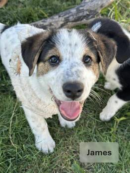 Rescue Shepherd and Beagle Dogs for Adoption in Dover, Arkansas - James - N | PetCurious