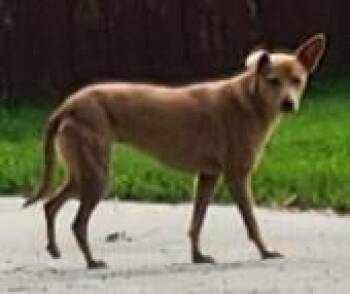 REESES -  Anatolian Shepherd and Chihuahua Dog for Adoption in Baytown, Texas - REESES | PetCurious
