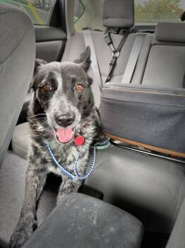 Rescue Australian Cattle Dog Blue Heeler Dogs for Adoption in Los Angeles, California - Biddy | PetCurious