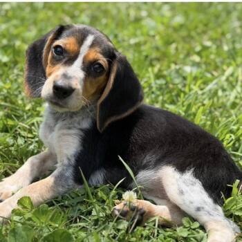 Cocoa 2026 -  Beagle Dog for Adoption in Cincinnati, Ohio - Cocoa 2026 | PetCurious