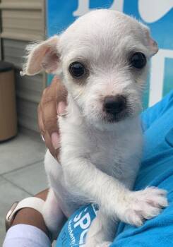 Momo -  Terrier and Chihuahua Dog for Adoption in Salinas, California - Momo | PetCurious