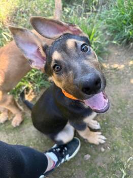 German Shepherd Dog and Pit Bull Terrier Dogs Available for Adoption in North Richland Hills, Texas - Hutch | PetCurious