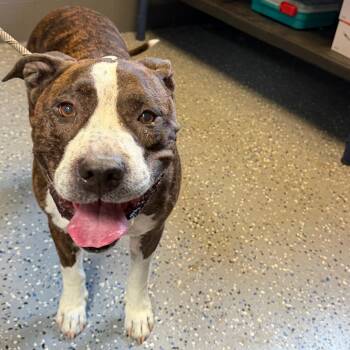 Negan -  American Bulldog and Pit Bull Terrier Dog for Adoption in Tuscaloosa, Alabama - Negan | PetCurious