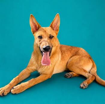 FERRIS -  German Shepherd Dog and Mixed Breed Dog for Adoption in Pearland, Texas - FERRIS | PetCurious