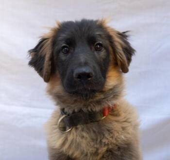 Shepherd Dogs Available for Adoption - GRIZZLY | PetCurious